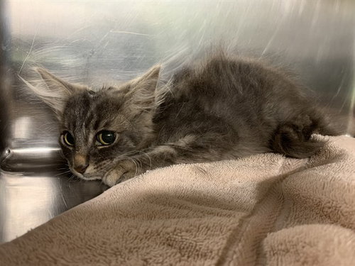 MARZO, Baby Domestic Medium Hair / Mixed (medium coat), cat for adoption in Fort Worth, Texas