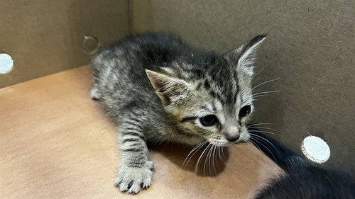 BABY SALSA, Baby Domestic Short Hair / Mixed (medium coat), cat for adoption in Fort Worth, Texas