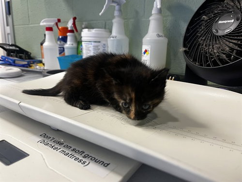 BABY TORTILLA, Baby Domestic Short Hair / Mixed (medium coat), cat for adoption in Fort Worth, Texas