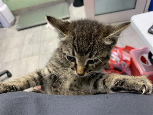 NOLA, Baby Domestic Short Hair / Mixed (medium coat), cat for adoption in Fort Worth, Texas