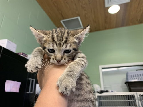 NIX, Baby Domestic Short Hair / Mixed (medium coat), cat for adoption in Fort Worth, Texas