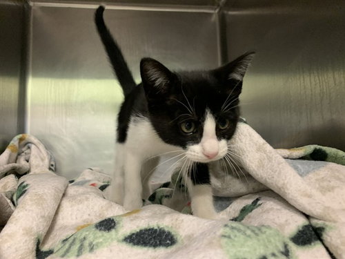 SNOW WHITE, Baby Domestic Short Hair / Mixed (medium coat), cat for adoption in Fort Worth, Texas