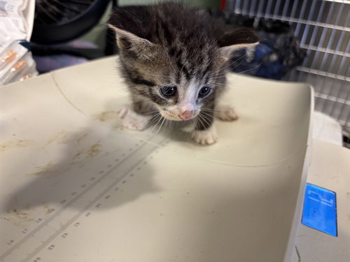 MARTIN, Baby Domestic Short Hair / Mixed (medium coat), cat for adoption in Fort Worth, Texas