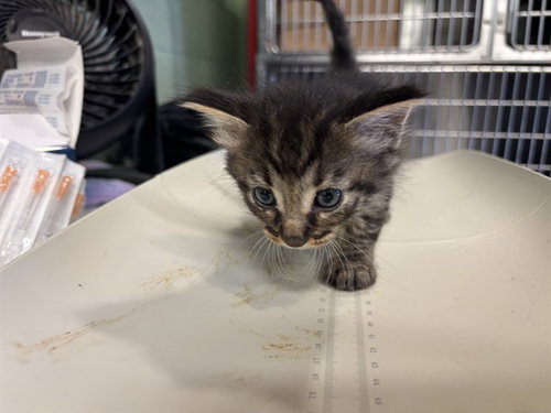 DEMARCO, Baby Domestic Short Hair / Mixed (medium coat), cat for adoption in Fort Worth, Texas
