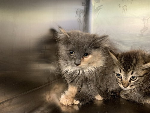 IVY, Baby Domestic Medium Hair / Mixed (medium coat), cat for adoption in Fort Worth, Texas