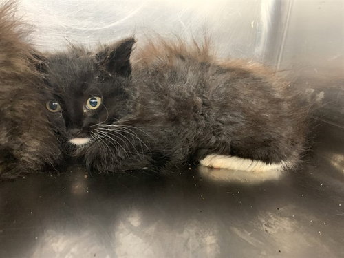 BLOSSOM, Baby Domestic Medium Hair / Mixed (medium coat), cat for adoption in Fort Worth, Texas