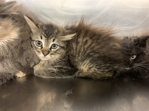 HAWK, Baby Domestic Medium Hair / Mixed (medium coat), cat for adoption in Fort Worth, Texas