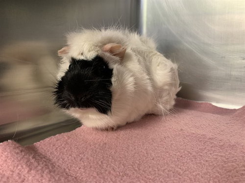 OREO