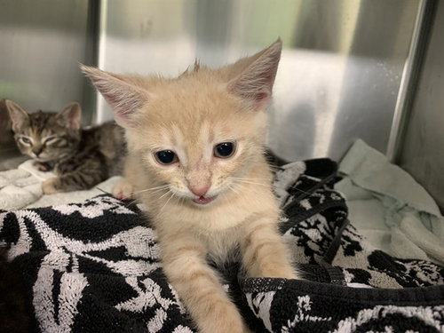 STITCH, Baby Domestic Short Hair / Mixed (medium coat), cat for adoption in DeSoto, Texas