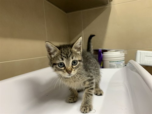 LITTLER LADY, Baby Domestic Short Hair / Mixed (medium coat), cat for adoption in DeSoto, Texas