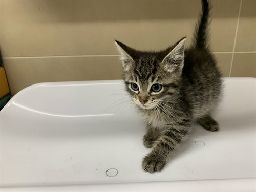 LITTLE GUY, Baby Domestic Short Hair / Mixed (medium coat), cat for adoption in DeSoto, Texas