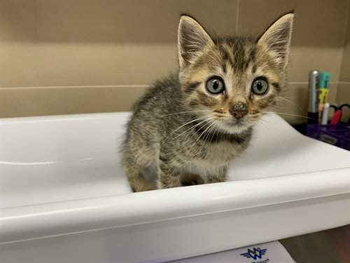 DIEGO, Baby Domestic Short Hair / Mixed (medium coat), cat for adoption in DeSoto, Texas