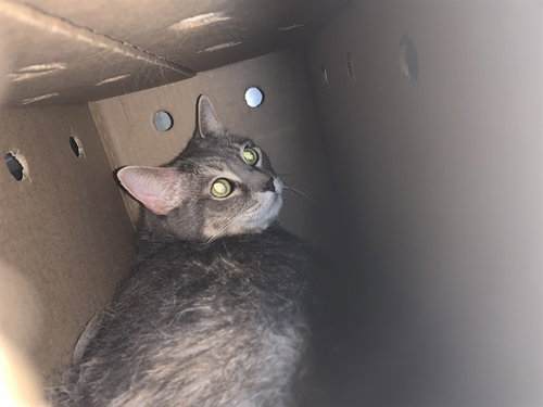 BABY, Adult Domestic Short Hair / Mixed (medium coat), cat for adoption in DeSoto, Texas