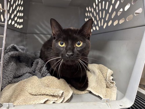 DUCKIE, Adult Domestic Short Hair (medium coat), cat for adoption in DeSoto, Texas
