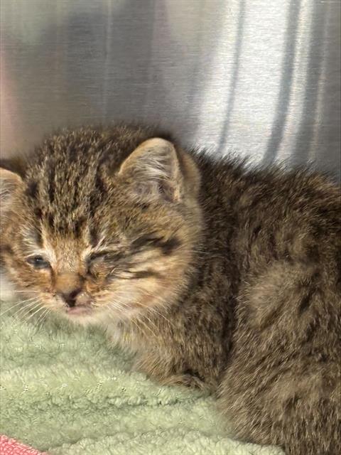 TOKYO, Baby Domestic Medium Hair (medium coat), cat for adoption in DeSoto, Texas