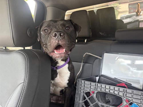 NINA