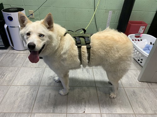 INU