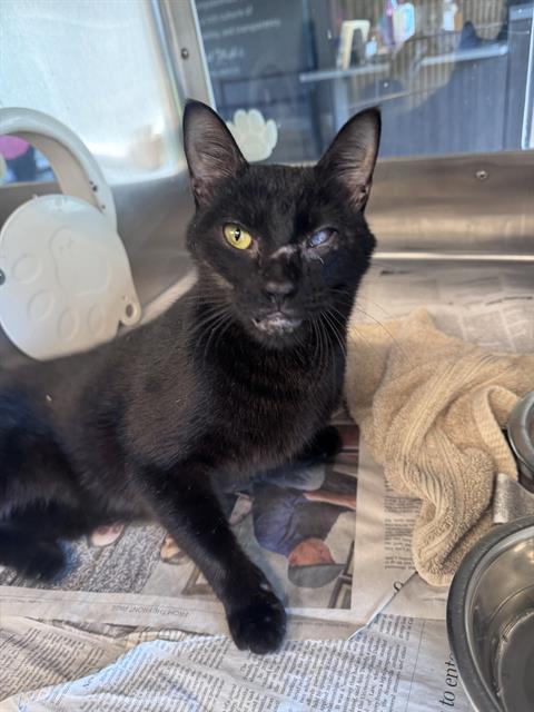 WALLY, Young Domestic Short Hair / Mixed (medium coat), cat for adoption in Hurst, Texas