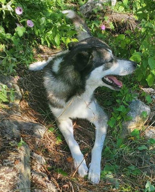 picture of the dog needing adoption