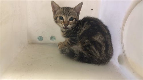 A232442