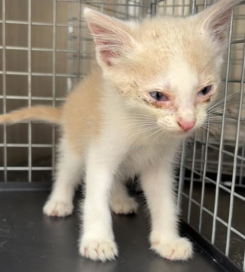 LEMON, Baby Domestic Short Hair / Mixed (medium coat), cat for adoption in Bedford, Texas