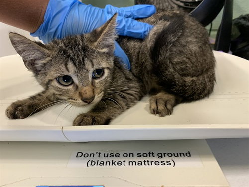 LEMON, Baby Domestic Short Hair / Mixed (medium coat), cat for adoption in Mansfield, Texas
