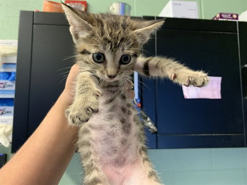 MADAM POUNCE ALOT, Baby Domestic Short Hair / Mixed (medium coat), cat for adoption in Bedford, Texas