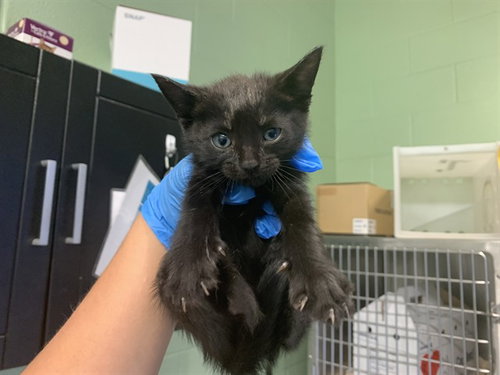 CHEESE PUFF, Baby Domestic Short Hair / Mixed (medium coat), cat for adoption in Bedford, Texas