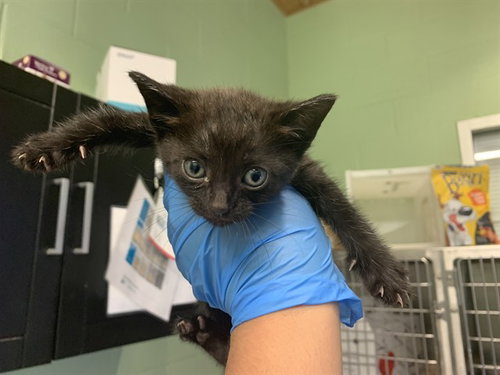 LAYS, Baby Domestic Short Hair / Mixed (medium coat), cat for adoption in Bedford, Texas
