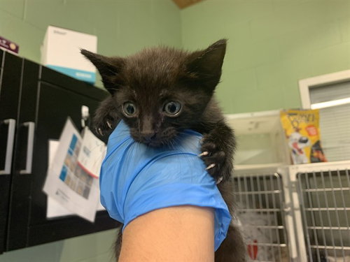 RUFFLES, Baby Domestic Short Hair / Mixed (medium coat), cat for adoption in Bedford, Texas