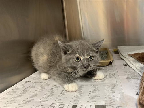MARS, Baby Domestic Short Hair / Mixed (medium coat), cat for adoption in Bedford, Texas