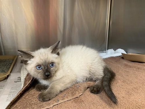 SATURN, Baby Domestic Short Hair / Mixed (medium coat), cat for adoption in Bedford, Texas