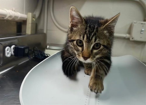 BUTTERSCOTCH, Baby Domestic Short Hair / Mixed (medium coat), cat for adoption in Bedford, Texas