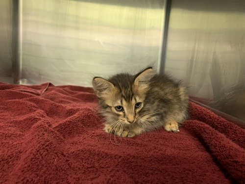 MOOSE, Baby Domestic Short Hair / Mixed (medium coat), cat for adoption in Arlington, Texas