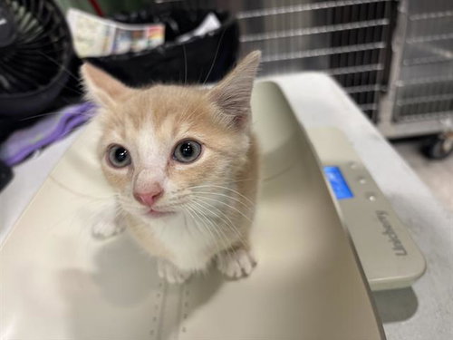 SOLE, Baby Domestic Short Hair / Mixed (medium coat), cat for adoption in Arlington, Texas