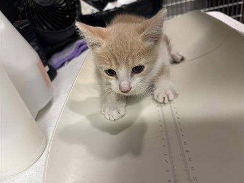 KELP, Baby Domestic Short Hair / Mixed (medium coat), cat for adoption in Arlington, Texas