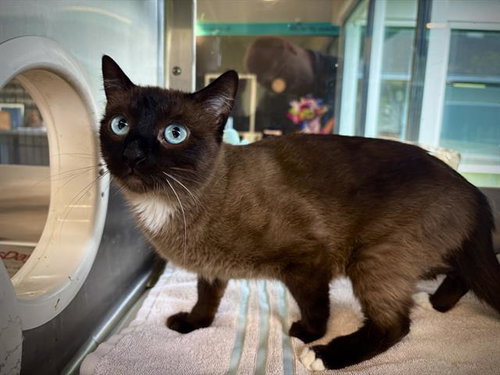 TUNA TURNER, Young Domestic Short Hair (medium coat), cat for adoption in Arlington, Texas