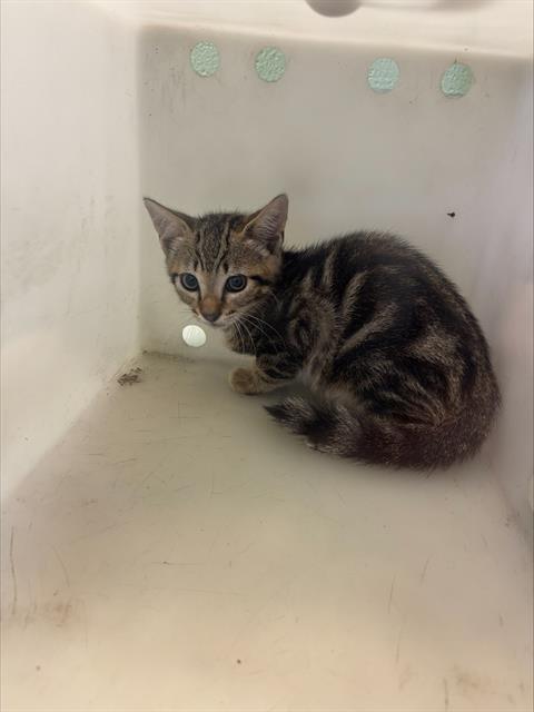 HECKLE, Baby Domestic Short Hair / Mixed (medium coat), cat for adoption in Arlington, Texas