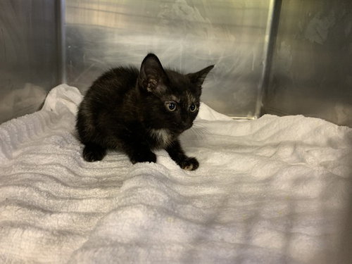 CLEO, Baby Domestic Short Hair / Mixed (medium coat), cat for adoption in Arlington, Texas
