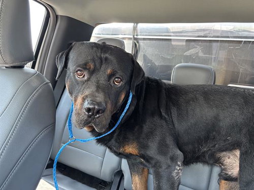 STRIKER, an adoptable Rottweiler in Grand Prairie, TX