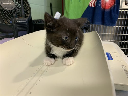KONA, Baby Domestic Short Hair / Mixed (medium coat), cat for adoption in Mansfield, Texas