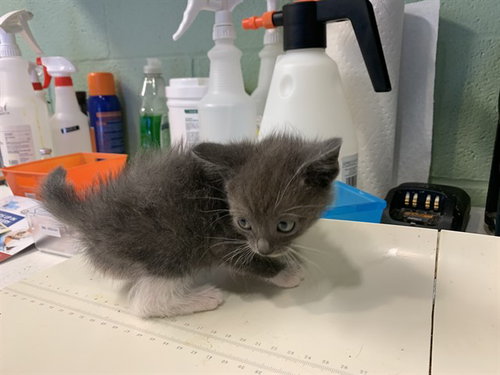 FROSTY, Baby Domestic Short Hair / Mixed (medium coat), cat for adoption in Mansfield, Texas
