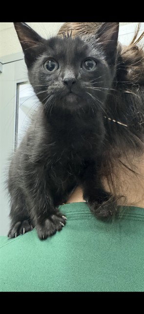 STORM, Baby Domestic Short Hair / Mixed (medium coat), cat for adoption in Mansfield, Texas
