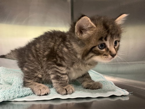 STRIPES, Baby Domestic Medium Hair / Mixed (medium coat), cat for adoption in Mansfield, Texas