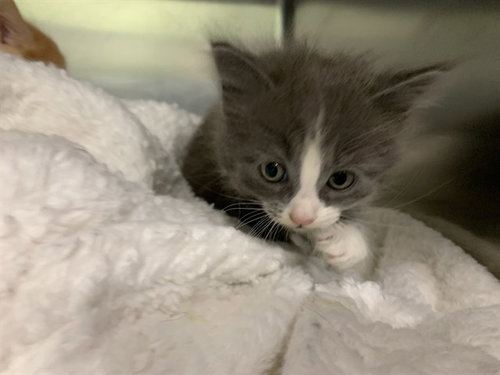 DORIAN GRAY, Baby Domestic Medium Hair / Mixed (medium coat), cat for adoption in Mansfield, Texas