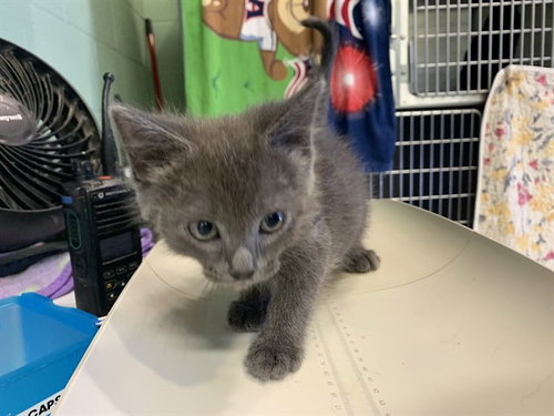 MALLOW, Baby Domestic Short Hair / Mixed (medium coat), cat for adoption in Mansfield, Texas