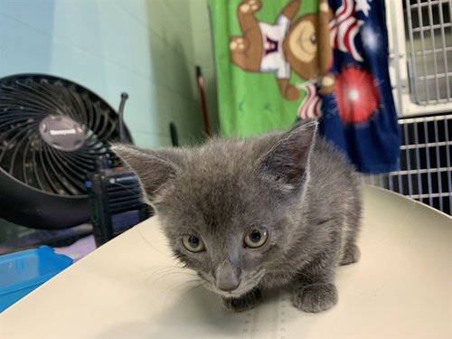 GRITS, Baby Domestic Short Hair / Mixed (medium coat), cat for adoption in Mansfield, Texas