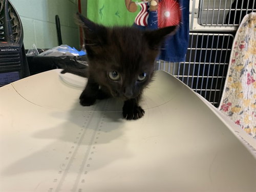 ALABASTER, Baby Domestic Short Hair / Mixed (medium coat), cat for adoption in Mansfield, Texas