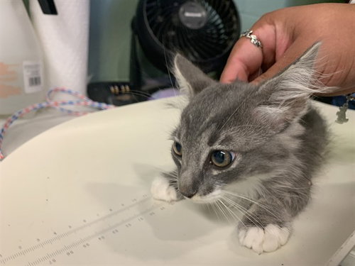 SNAP - Domestic Medium Hair available for adoption