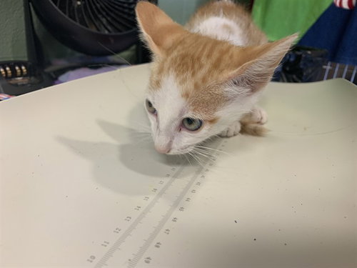 POP - Domestic Short Hair available for adoption
